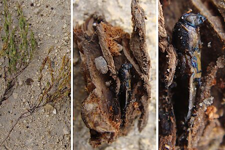 Castiarina malleeana, PL5841, dead non-emerged adult, in Hibbertia virgata (PJL 3649) root crown, EP, photo by A.M.P. Stolarski